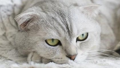 马克龙承诺不邀中方参会!3件事摆上桌面,高市果然还是高兴早了