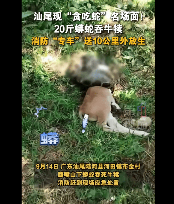 广东上演现实版贪吃蛇！汕尾惊现20斤大蟒蛇生吞牛犊；不幸遇到蛇怎么办，快来看看这份手册