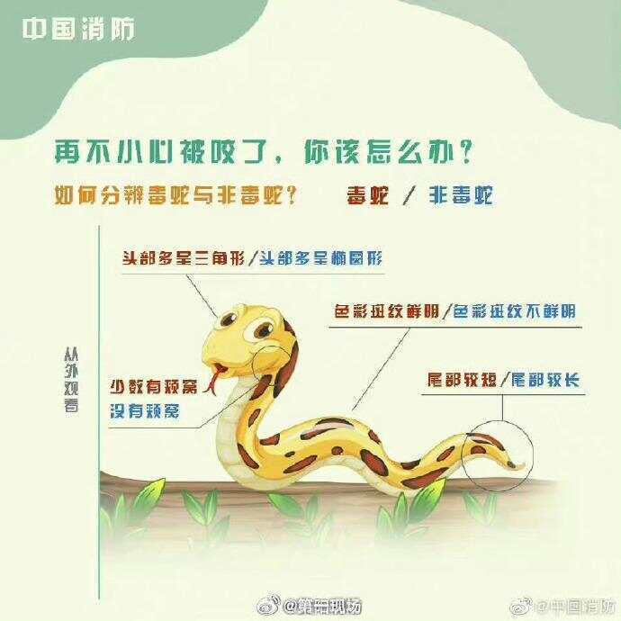 广东上演现实版贪吃蛇！汕尾惊现20斤大蟒蛇生吞牛犊；不幸遇到蛇怎么办，快来看看这份手册