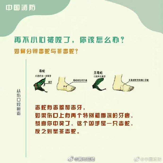 广东上演现实版贪吃蛇！汕尾惊现20斤大蟒蛇生吞牛犊；不幸遇到蛇怎么办，快来看看这份手册